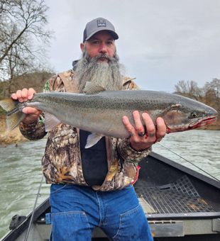 Umpqua River Winter Steelhead